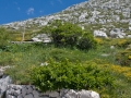 Biokovo_20_von_26