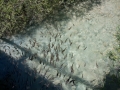 Ungefahr 5 Billionen Fische bevolkern das kristallklare Wasser der Plitvicer Seen. Da hier striktes Angelverbot herrscht finden diese ideale Lebens- und Vermehrungsbedingungen. Sie sind so an Menschen gewohnt, da? sie einem aus der Hand fressen, wie in einem riesigen Aquarium.